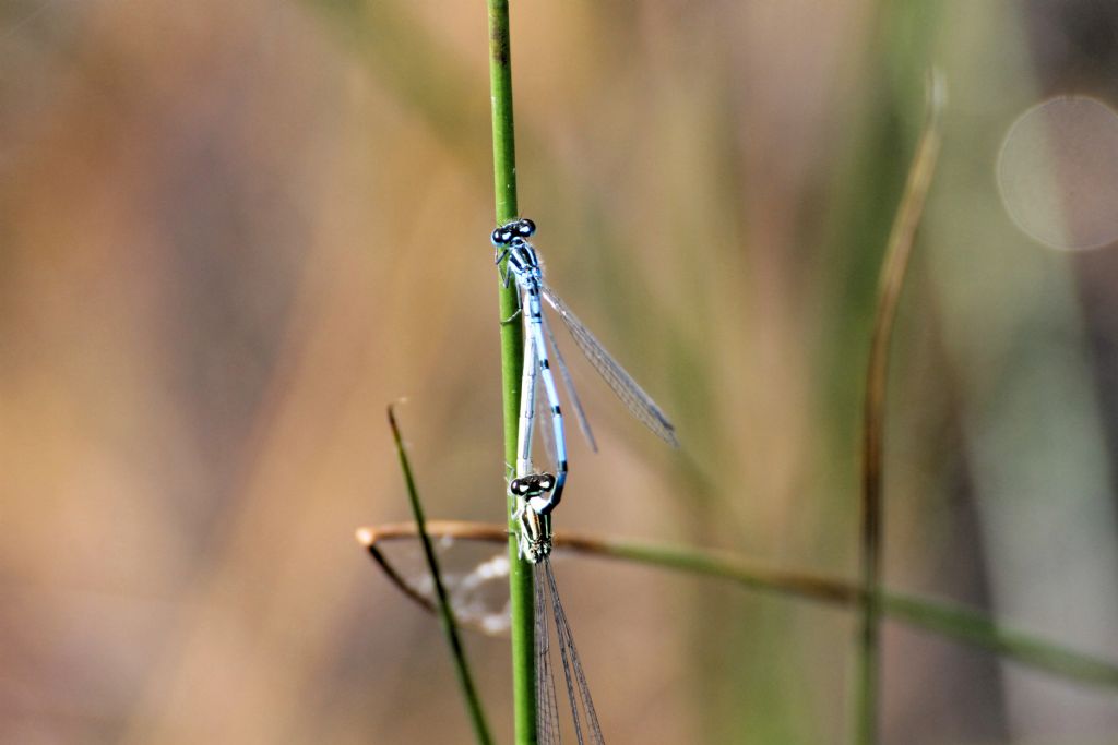 Tutte Coenagrion puella?